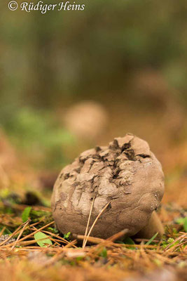 Lycoperdon excipuliforme (Beutel-Stäubling), 19.10.2017