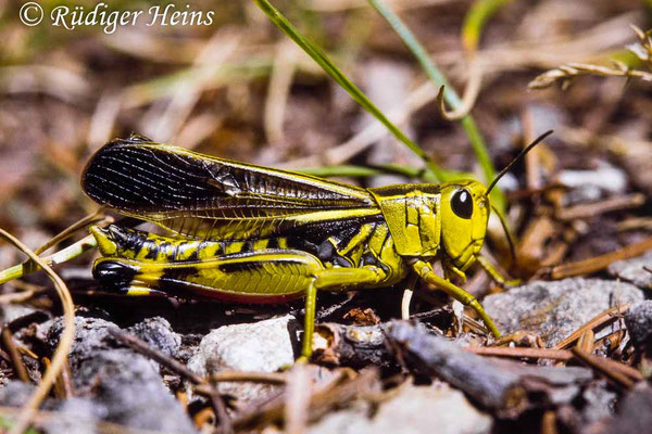 Arcyptera fusca (Große Höckerschrecke) Männchen, 18.7.1988 (Scan vom Dia)