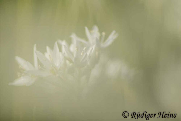 Allium ursinum (Bärlauch), 12.5.2023