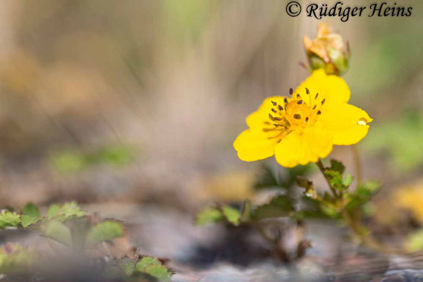 Potentilla reptans (Kriechendes Fingerkraut), 21.6.2022