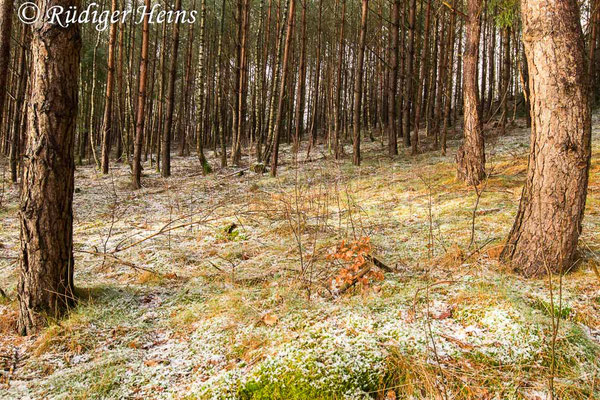 Überwinterungshabitat mit dünner Schneedecke, 3.1.2025 - Weitwinkelzoom 16-35mm f/4