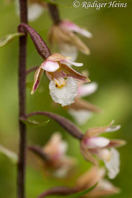 Epipactis palustris (Sumpf-Stendelwurz), 27.7.2015