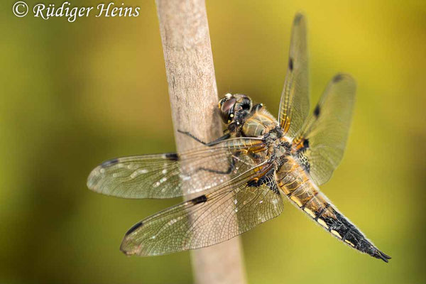 Libellula quadrimaculata, Vierfleck, Männchen