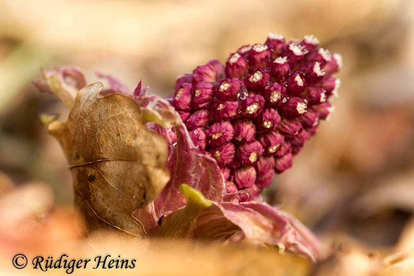 Petasites hybridus (Gewöhnliche Pestwurz)
