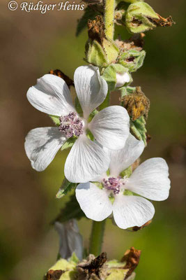 Althaea officinalis (Echter Eibisch), 30.7.2007