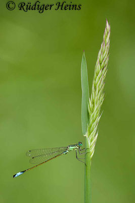 Ischnura elegans (Große Pechlibelle) Männchen, 22.6.2012