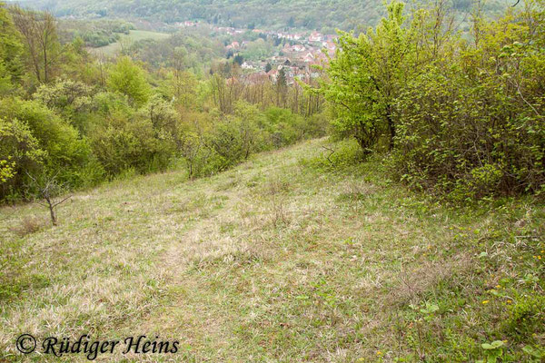 Ophrys araneola (Kleine Spinnen-Ragwurz) Habitat, 3.5.2015