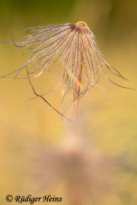 Pulsatilla pratensis (Wiesen-Kuhschelle)