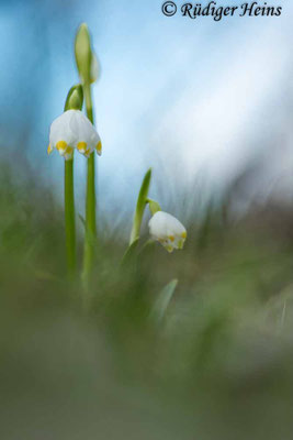 Leucojum vernum (Frühlingsknotenblume oder Märzenbecher)