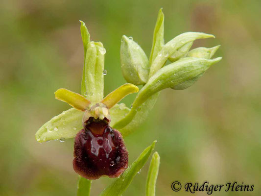 Ophrys sphegodes (Spinnen-Ragwurz), 4.5.2013