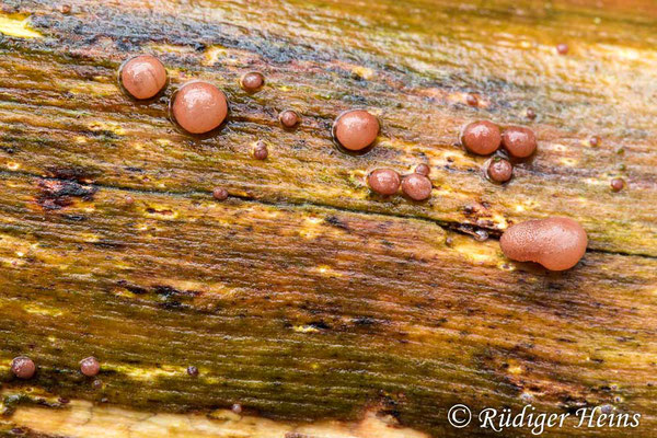 Judasohr (Auricularia auricula-judae), 8.12.2021 - Makroobjektiv 100mm f/2.8