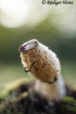 Gemeine Stinkmorchel (Phallus impudicus), 23.10.2023 - Rokkor 50mm f/1.7