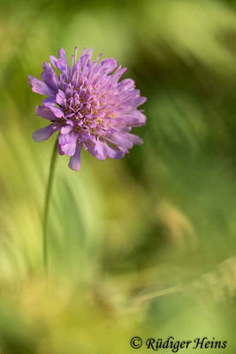 Knautia arvensis (Acker-Witwenblume), 29.9.2020