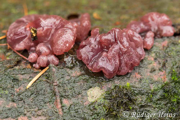 Ascocoryne sarcoides (Fleischroter Gallertbecher), 13.1.2020