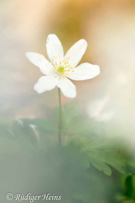 Buschwindröschen (Anemone nemorosa), 7.4.2024 - Pentacolor 50mm f/1,8