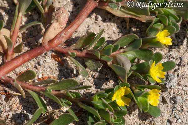 Portulaca oleracea (Portulak), 21.7.2007