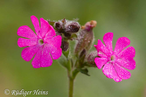 Silene dioica (Rote Lichtnelke), 3.8.2019