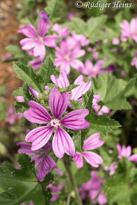 Malva sylvestris (Wilde Malve), 14.6.2020