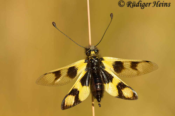 Libelloides macaronius (Östlicher Schmetterlingshaft), 5.7.2016