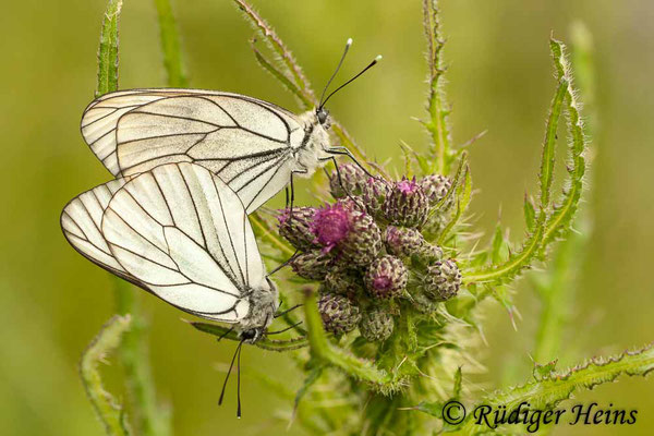 Aporia crataegi (Baum-Weißling), 8.6.2012