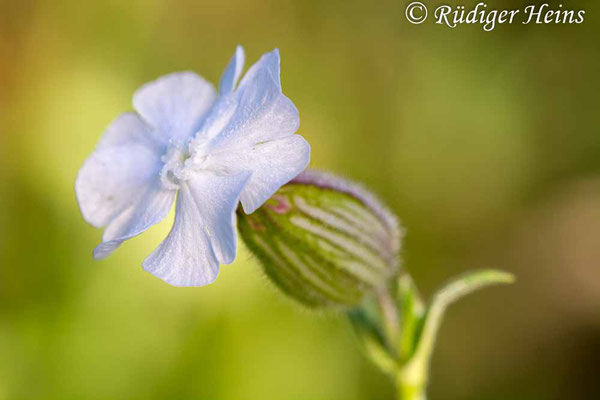 Silene latifolia (Weiße Lichtnelke), 23.7.2018