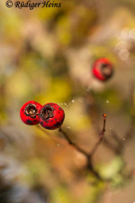 Crataegus monogyna (Eingriffeliger Weißdorn), 7.11.2018