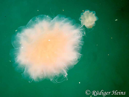 Cyanea capillata (Gelbe Haarqualle), 9.9.2019