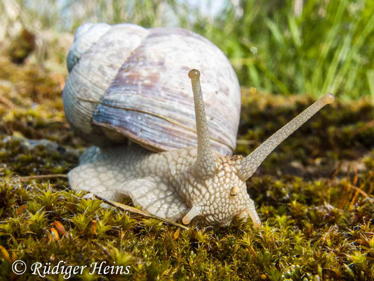 Helix pomatia (Weinbergschnecke), 19.4.2014