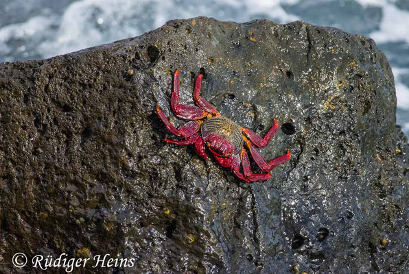 Rote Felsenkrabbe, Grapsus adscensionis