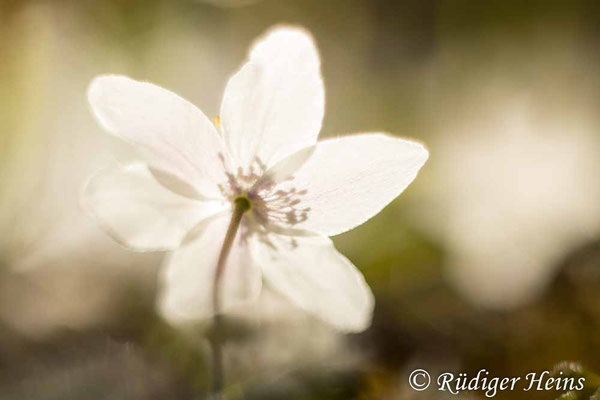 Anemone nemorosa (Buschwindröschen), 27.3.2022