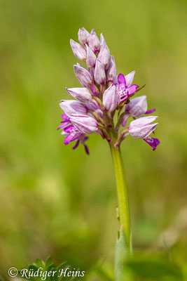 Orchis militaris (Helm-Knabenkraut), 23.4.2014