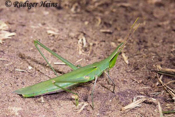 Acrida ungarica (Gewöhnliche Nasenschrecke) Männchen