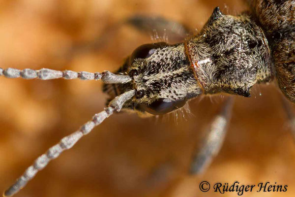 Rhagium inquisitor (Schrotbock), 11.5.2019