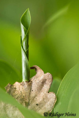 Convallaria majalis (Maiglöckchen) Laubblatt, 27.5.2020   