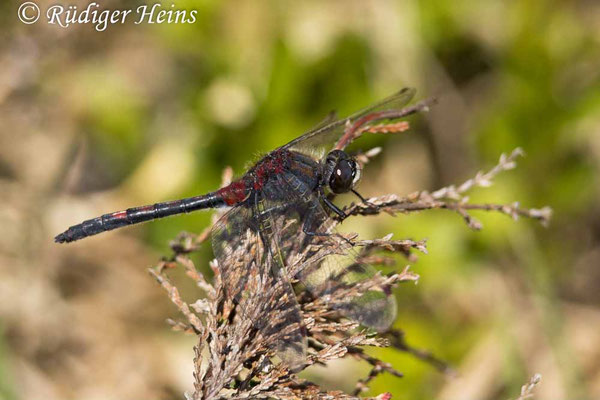 Leucorrhinia rubicunda (Nordische Moosjungfer) Männchen, 15.5.2025