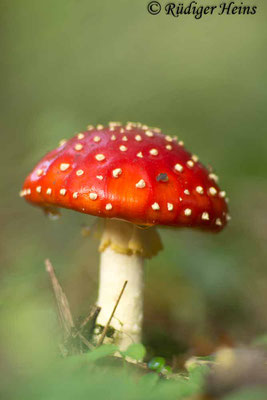 Amanita muscaria (Fliegenpilz), 16.10.2019