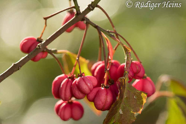 Euonymus europaeus (Europäisches Pfaffenhütchen)