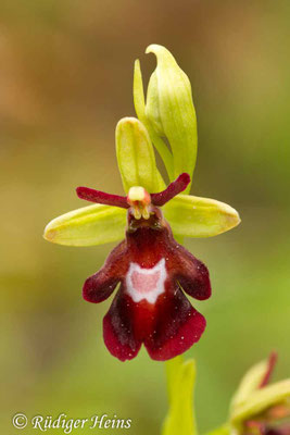 Ophrys insectifera (Fliegen-Ragwurz)