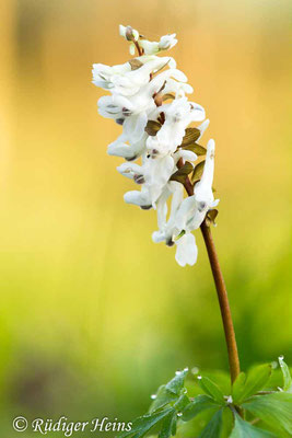 Corydalis cava (Hohler Lerchensporn), 12.4.2023