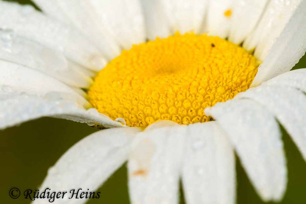 Leucanthemum vulgare (Magerwiesen-Margerite)