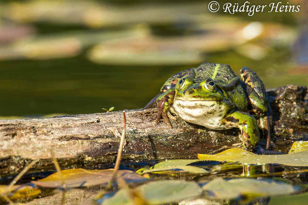 Pelophylax kl. esculentus (Teichfrosch), 3.6.2022