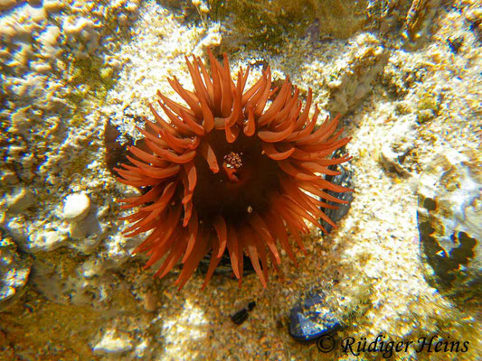 Actinia equina (Pferdeaktinie), 25.9.2016