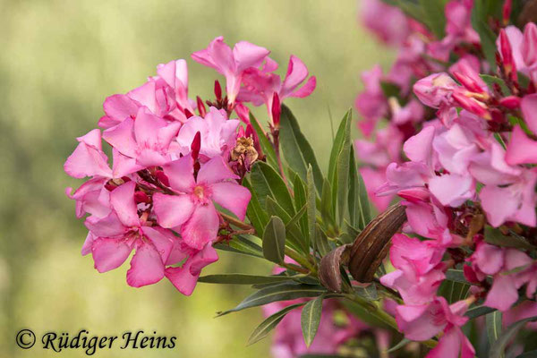 Nerium oleander (Oleander), 19.5.2024