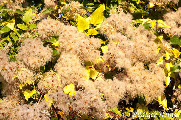 Clematis vitalba (Gewöhnliche Waldrebe), 14.10.2010