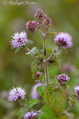 Mentha aquatica (Wasserminze), 5.9.2018