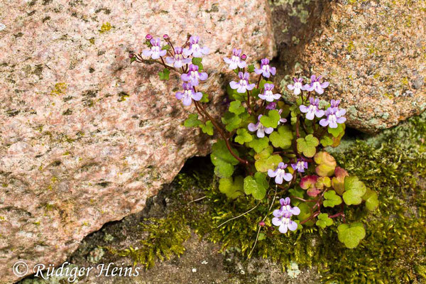 Cymbalaria muralis (Zimbelkraut), 18.5.2020