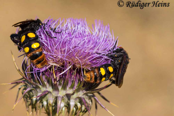 Megascolia maculata (Gelbköpfige Dolchwespe), 24.5.2024