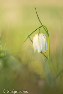 Fritillaria meleagris (Schachblume)