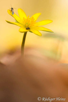 Ranunculus ficaria (Scharbockskraut), 2.4.2016