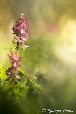 Hohler Lerchensporn (Corydalis cava), 3.4.2023 - Makroobjektiv 100mm f/2.8